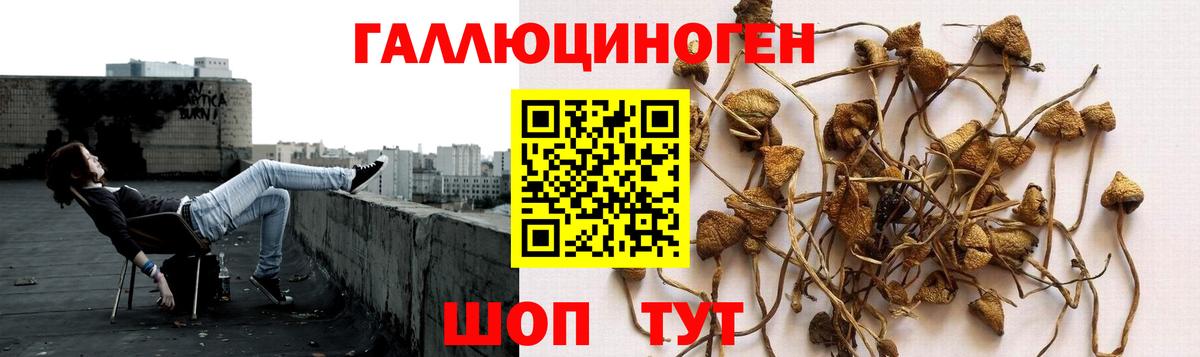 где купить наркотик  Галлюциногенные грибы Psilocybe  Галлюциногенные грибы Psilocybine cubensis  Вход с VPN  Алатырь 